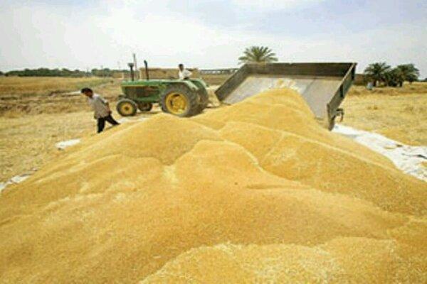 خرید تضمینی 67 هزار تن گندم در کبودرآهنگ