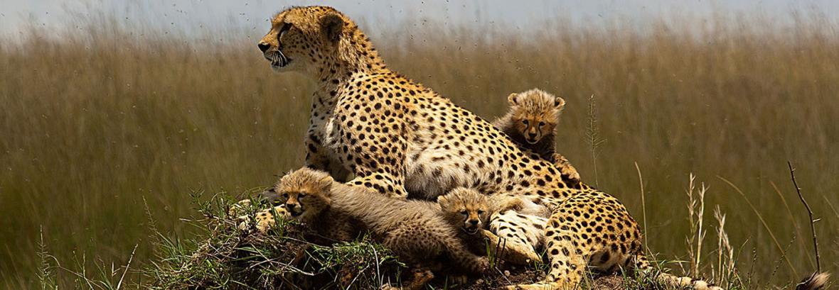 10 جاذبه برتر گردشگری در کنیا ، از ساحل مالیندی تا پارک معروف ماسای مارا 10 جاذبه برتر گردشگری در کنیا ، از ساحل مالیندی تا پارک معروف ماسای مارا