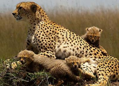 10 جاذبه برتر گردشگری در کنیا ، از ساحل مالیندی تا پارک معروف ماسای مارا 10 جاذبه برتر گردشگری در کنیا ، از ساحل مالیندی تا پارک معروف ماسای مارا
